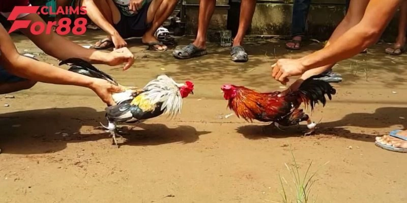 Hướng dẫn cách thức xem đá gà Asil